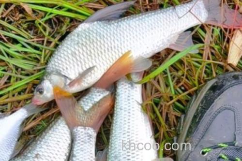 似白鮈是什么鱼？_3