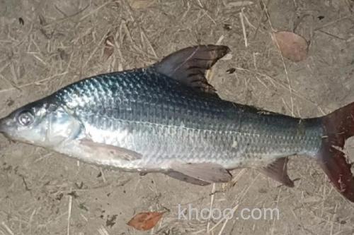 似白鮈是什么鱼？_2