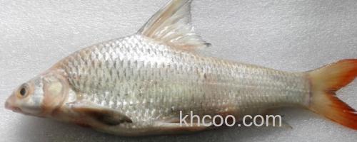 似刺鳊鮈是什么鱼？_0