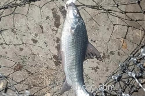 似白鮈是什么鱼？_1