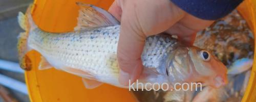 图们江中鮈是什么鱼？_0