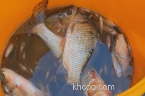 图们江中鮈是什么鱼？_1