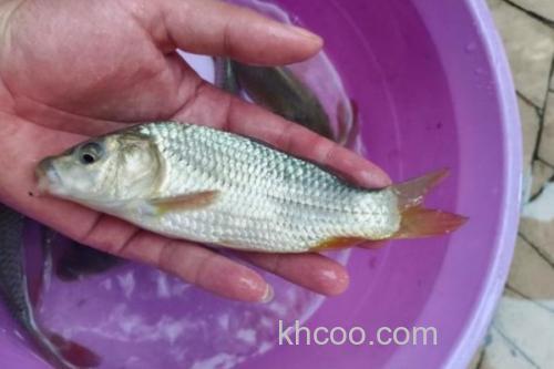 图们江中鮈是什么鱼？_2