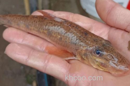 中鮈是什么鱼？_1