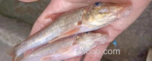 中鮈是什么鱼？_0