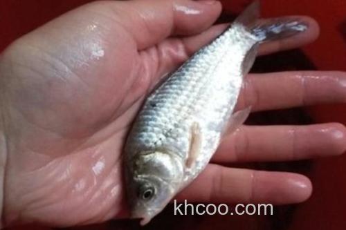 图们江中鮈是什么鱼？_3