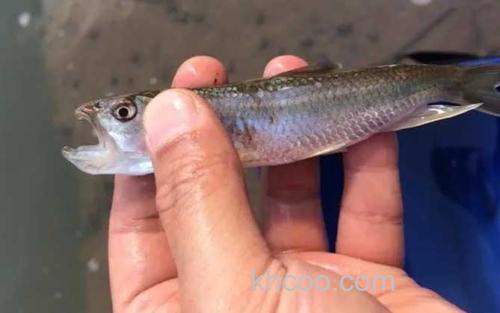 淡水马口鱼_3