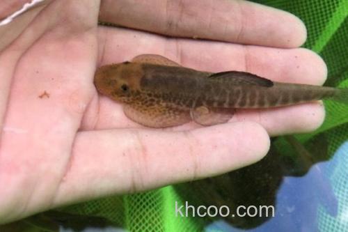 中鮈是什么鱼？_3