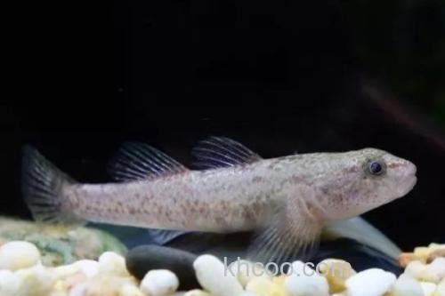 胡鮈是什么鱼？_1