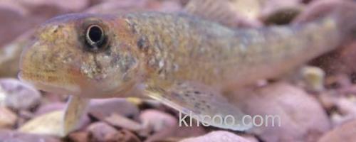 胡鮈是什么鱼？_0