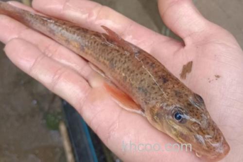 中鮈是什么鱼？_2