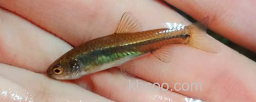 稀有鮈鲫是什么鱼？_0