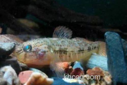 胡鮈是什么鱼？_2