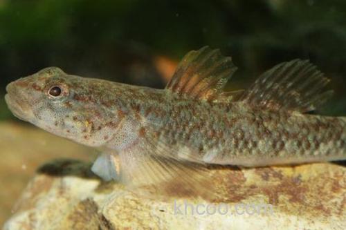 胡鮈是什么鱼？_3