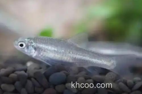 稀有鮈鲫是什么鱼？_3