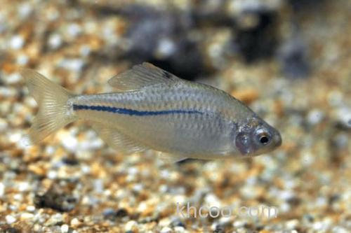 稀有鮈鲫是什么鱼？_1