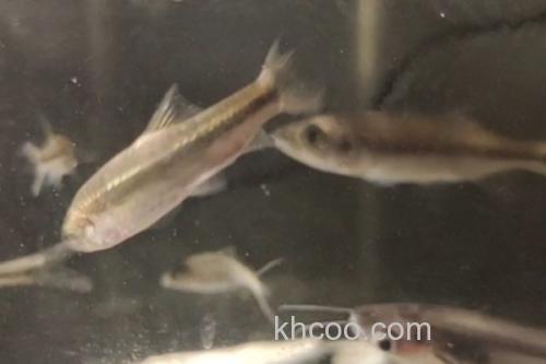 稀有鮈鲫是什么鱼？_2