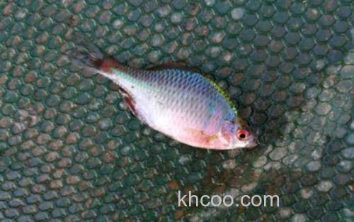 鳑鲏鱼_3