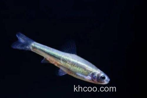 稀有鮈鲫是什么鱼？_4