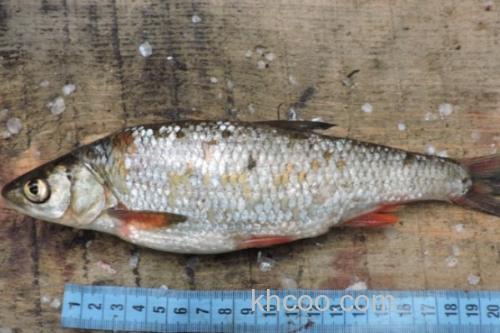 贝加尔雅罗鱼是什么鱼？_2