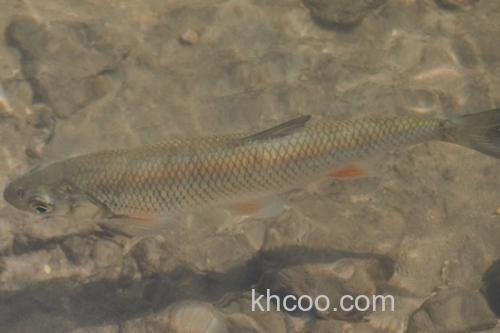贝加尔雅罗鱼是什么鱼？_3