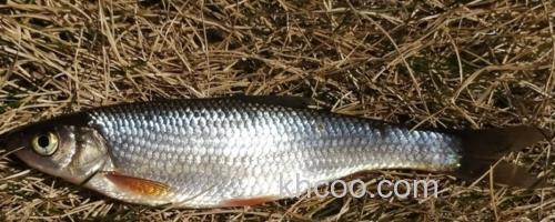 贝加尔雅罗鱼是什么鱼？_0