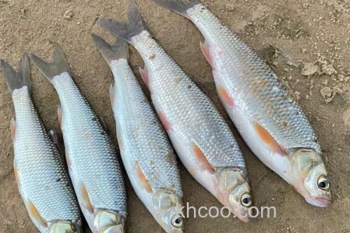 瓦氏雅罗鱼是什么鱼？_1