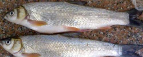 瓦氏雅罗鱼是什么鱼？_0