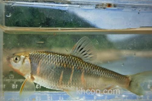 瓦氏雅罗鱼是什么鱼？_2