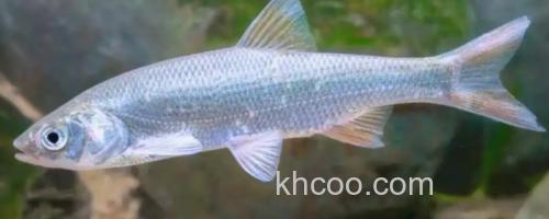 珠星雅罗鱼是什么鱼？_0