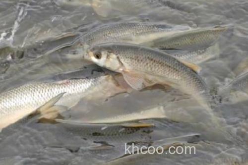 瓦氏雅罗鱼是什么鱼？_3