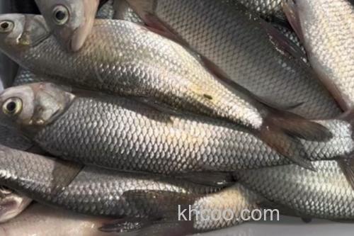 珠星雅罗鱼是什么鱼？_3