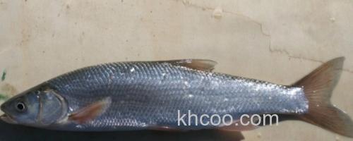 滩头雅罗鱼是什么鱼？_0