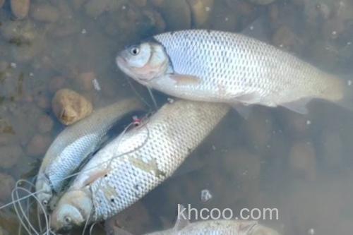 珠星雅罗鱼是什么鱼？_2