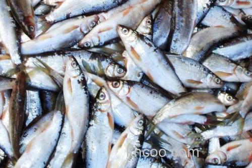 滩头雅罗鱼是什么鱼？_1