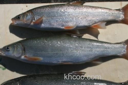 滩头雅罗鱼是什么鱼？_2