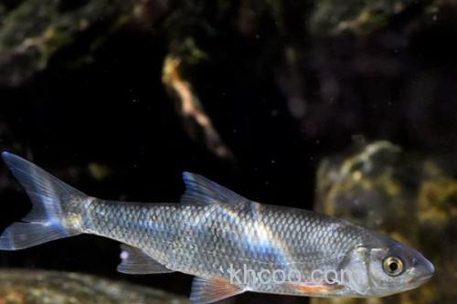 滩头雅罗鱼是什么鱼？_3