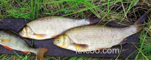 圆腹雅罗鱼是什么鱼？_0