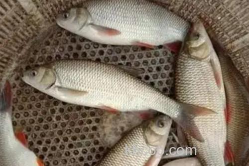 圆腹雅罗鱼是什么鱼？_1