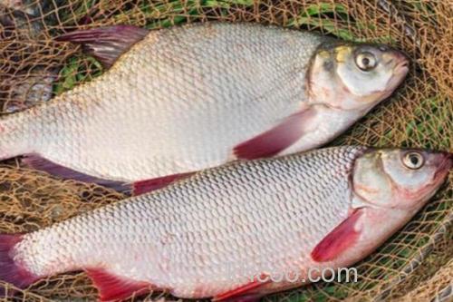 圆腹雅罗鱼是什么鱼？_2