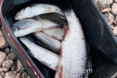 圆腹雅罗鱼是什么鱼？_3