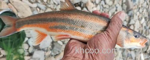 勃氏雅罗鱼是什么鱼？_0