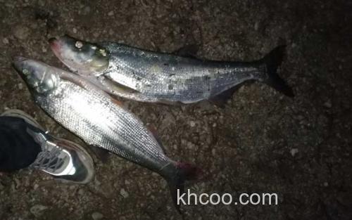 手竿钓翘嘴鱼_2