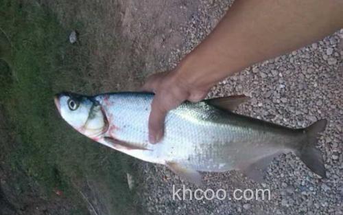 手竿钓翘嘴鱼_3