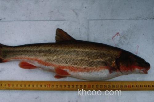 勃氏雅罗鱼是什么鱼？_1