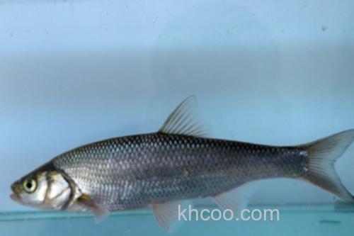 勃氏雅罗鱼是什么鱼？_3