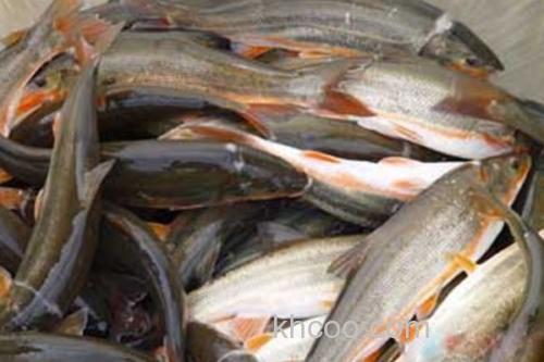 勃氏雅罗鱼是什么鱼？_2