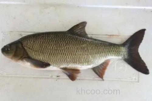 准噶尔雅罗鱼是什么鱼？_2