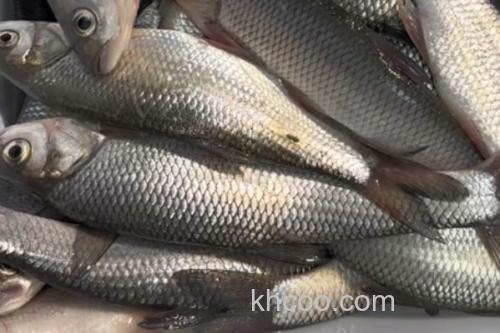 准噶尔雅罗鱼是什么鱼？_1