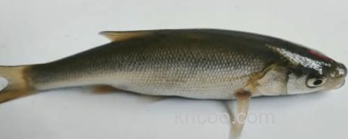 准噶尔雅罗鱼是什么鱼？_0